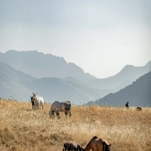 Estate and Landscape 01_result