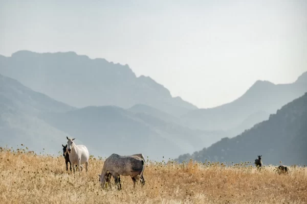 Estate and Landscape 01_result